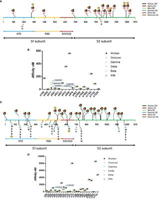 Molecular mimicry of SARS-COV-2 antigens as a possible natural anti-cancer preventive immunization